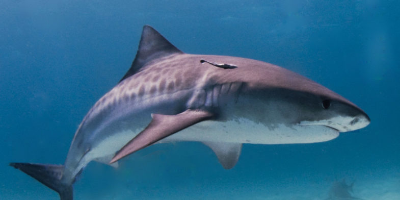 requin-tigre
