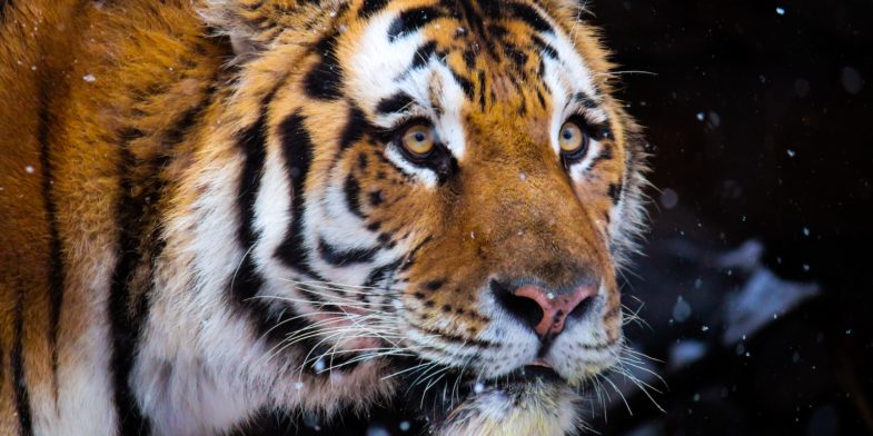 brown white and black tiger