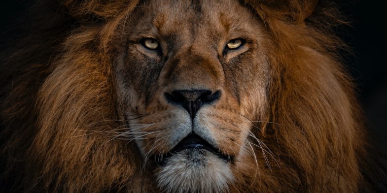 brown lion with silver chain link necklace