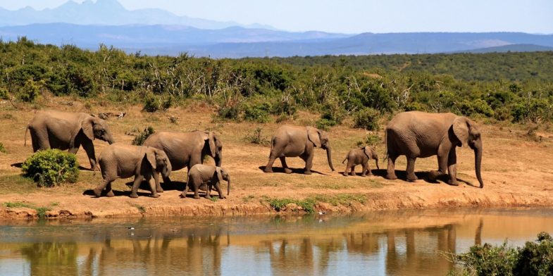 elephants, herd, safari