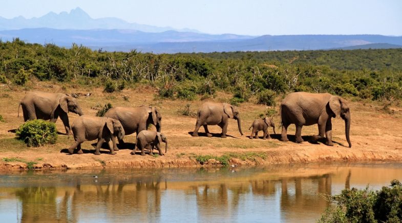 elephants, herd, safari