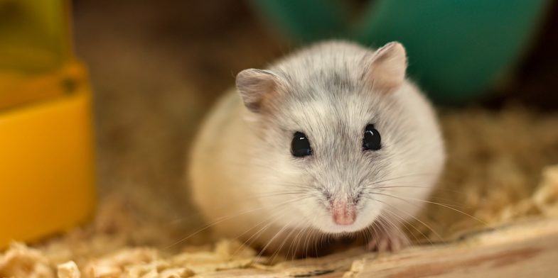 hamster, white, cute