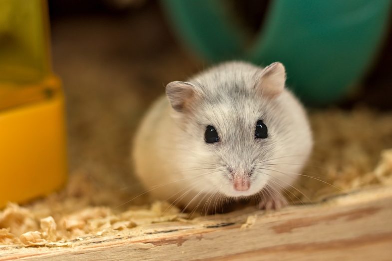 hamster, white, cute
