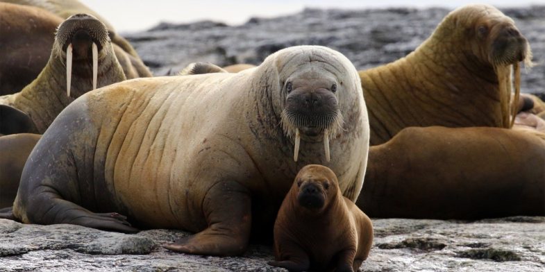 huddle of walrus, walrus, mammal
