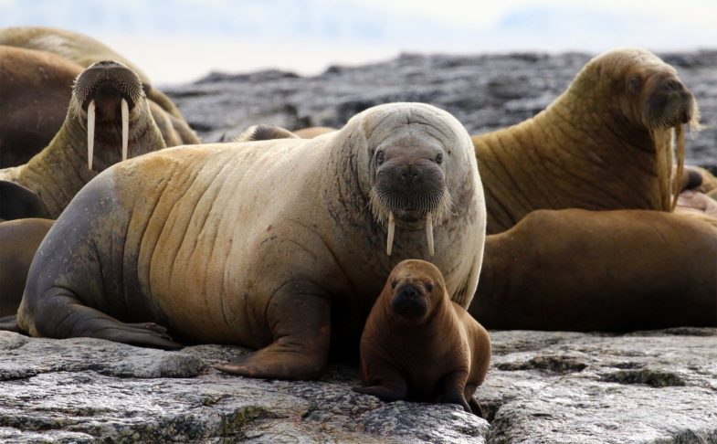 huddle of walrus, walrus, mammal
