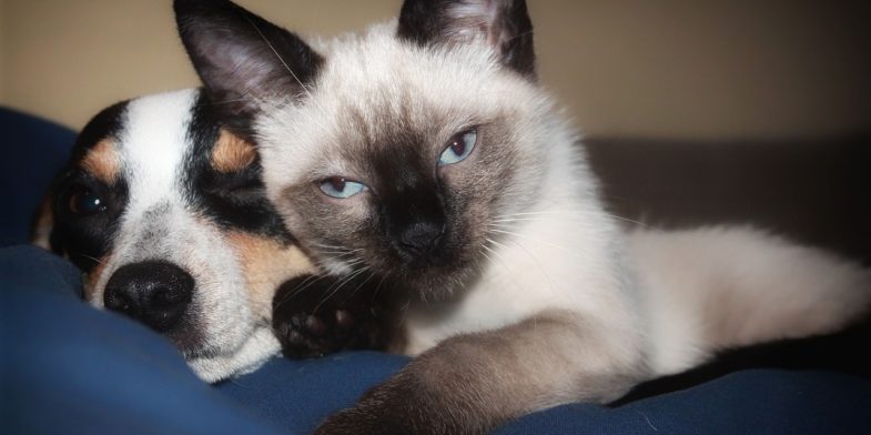 dog, kitten, cat