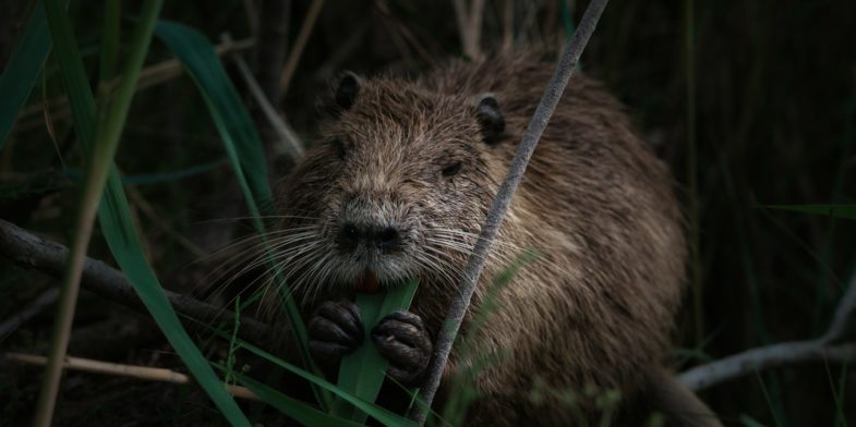 brown rodent on green grass during daytime