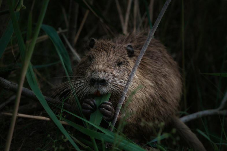 brown rodent on green grass during daytime