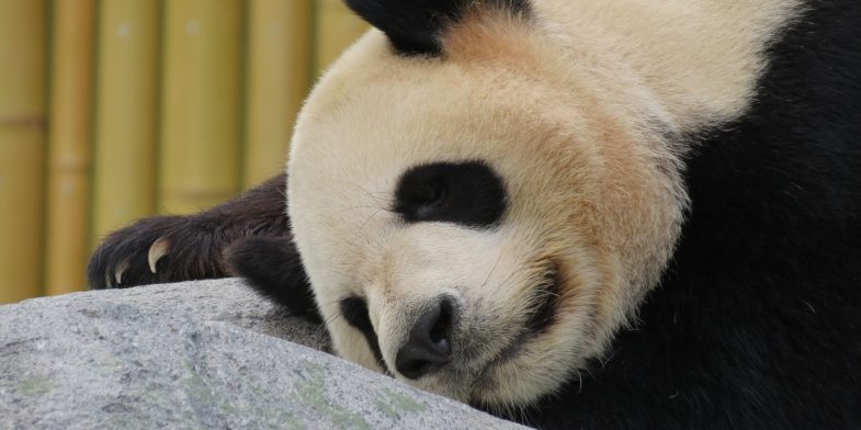 panda, giant panda, bear