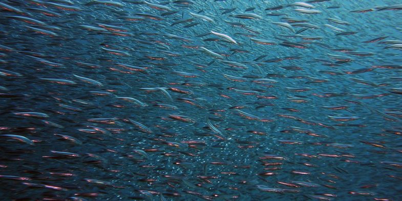 fish, swarm, underwater