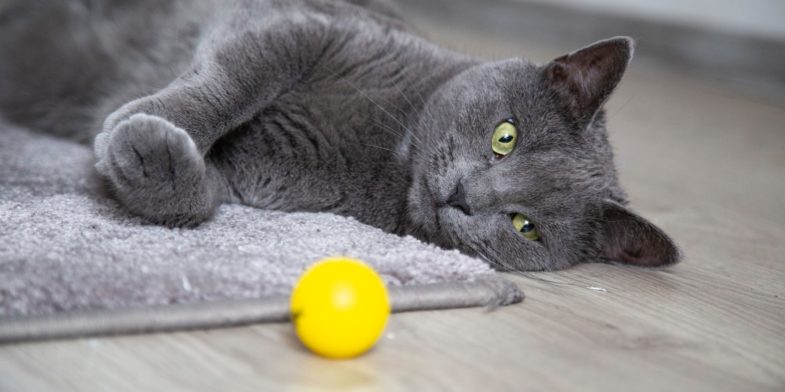 selective focus photography of lying Russian blue cat