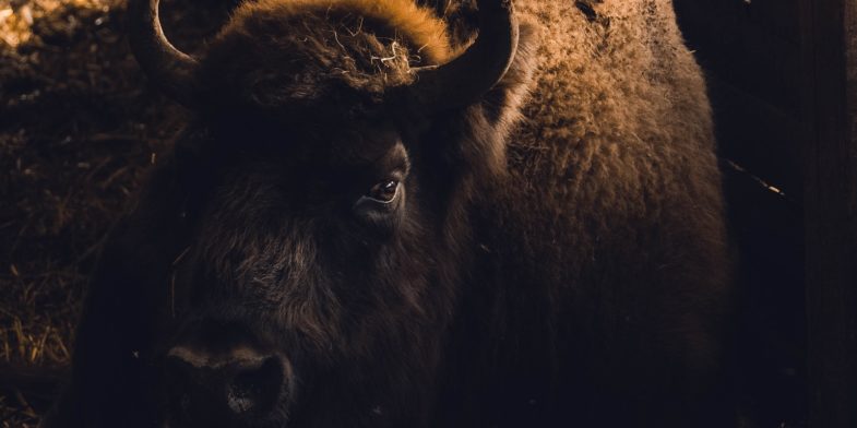 brown buffalo