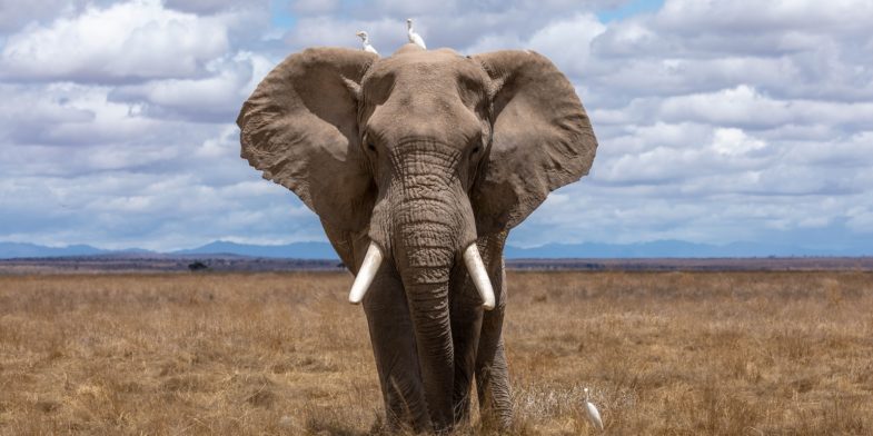 elephant walking during daytime