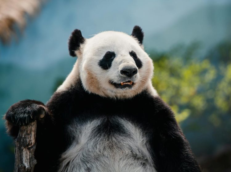 Photo of a Panda Standing