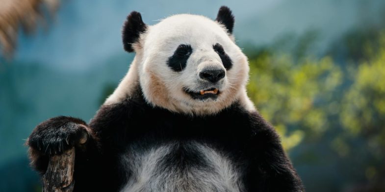 Photo of a Panda Standing