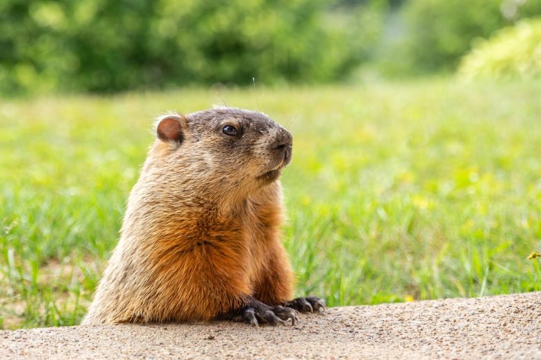 groundhog, animal, cute