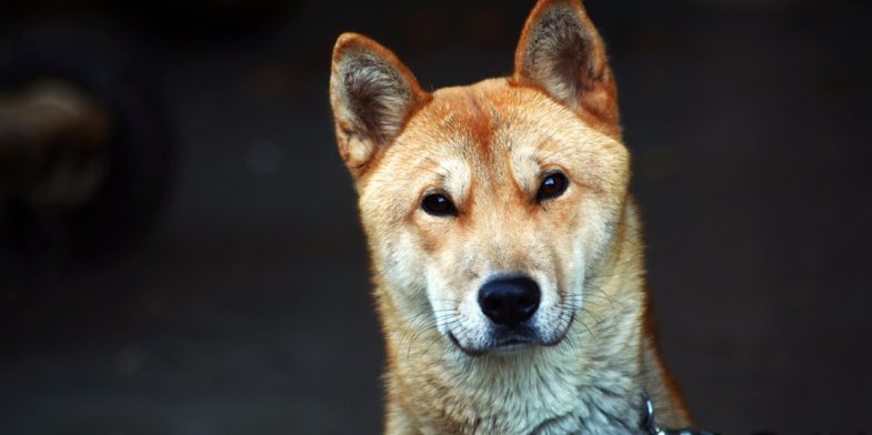 republic of korea, puppy, dog