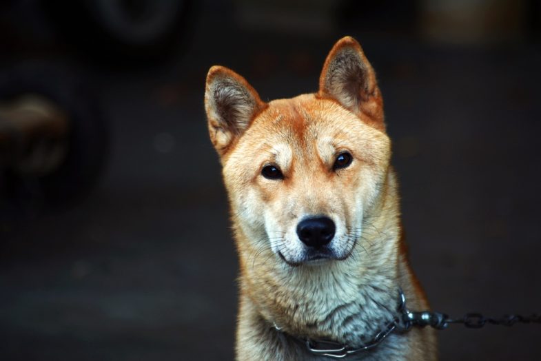 republic of korea, puppy, dog