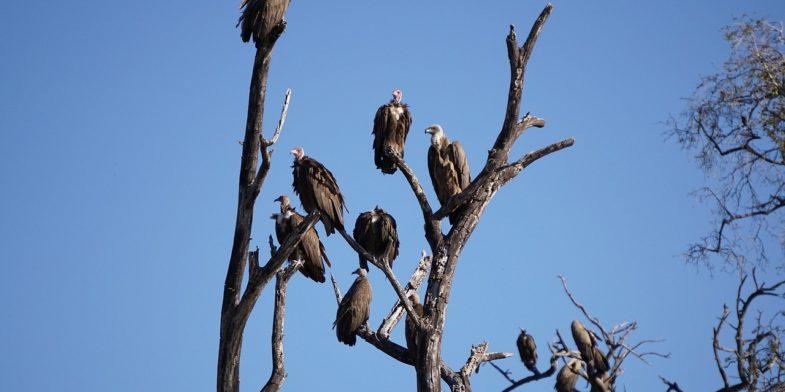 chobe national park, botswana, vulture