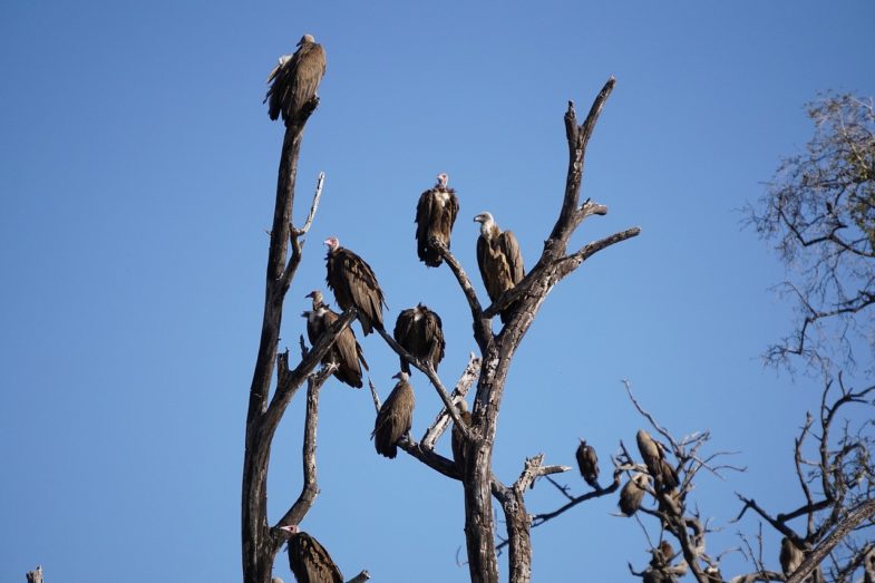 chobe national park, botswana, vulture