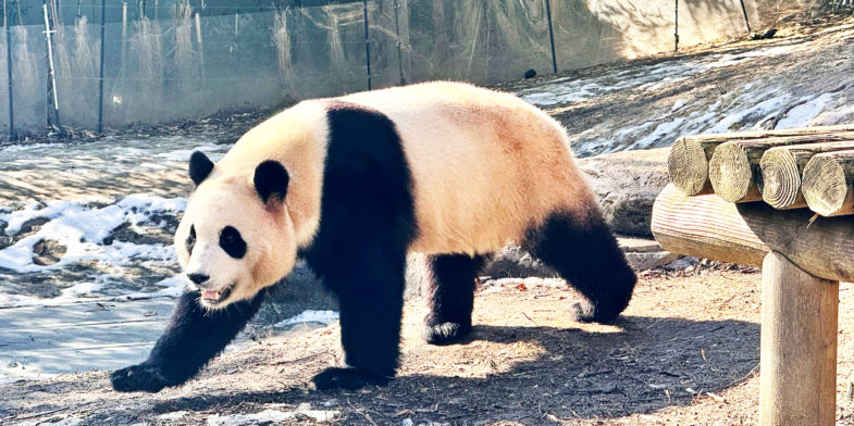 Fu bao