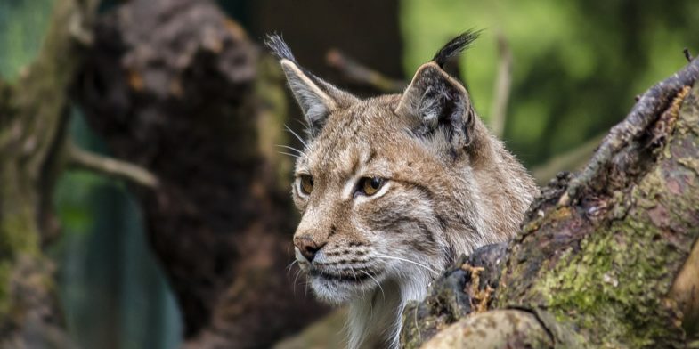 lynx, pet, cat