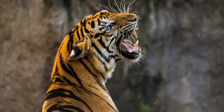 tiger, pet, cat