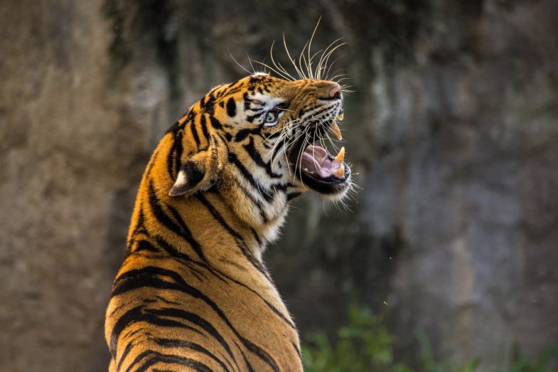 tiger, pet, cat