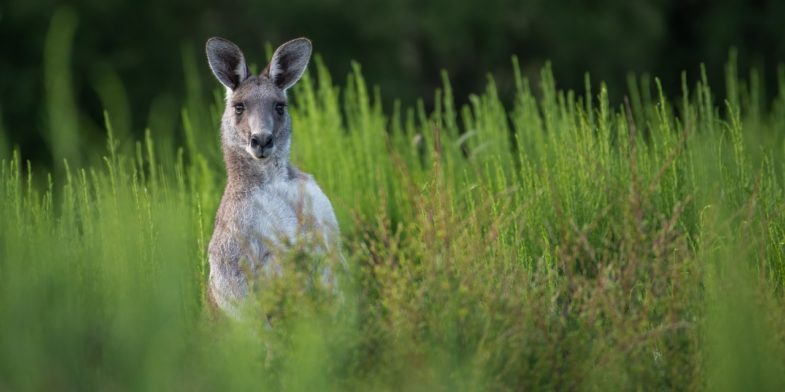 kangaroo, marsupial, eastern grey kangaroo
