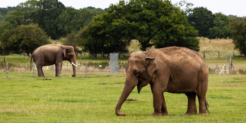 indian elephant, elephants, male elephant