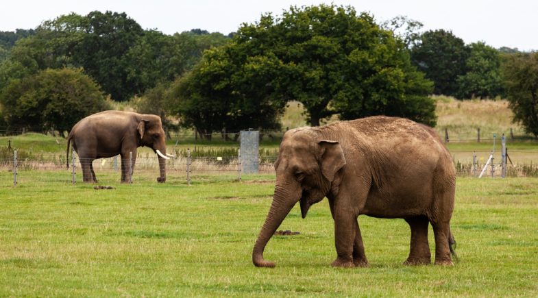 indian elephant, elephants, male elephant