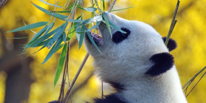 panda, bamboo, bear