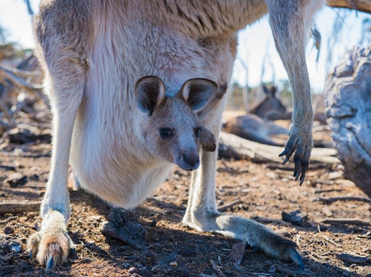 joey, kangaroo, baby