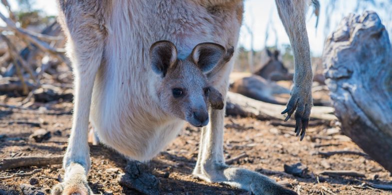 joey, kangaroo, baby