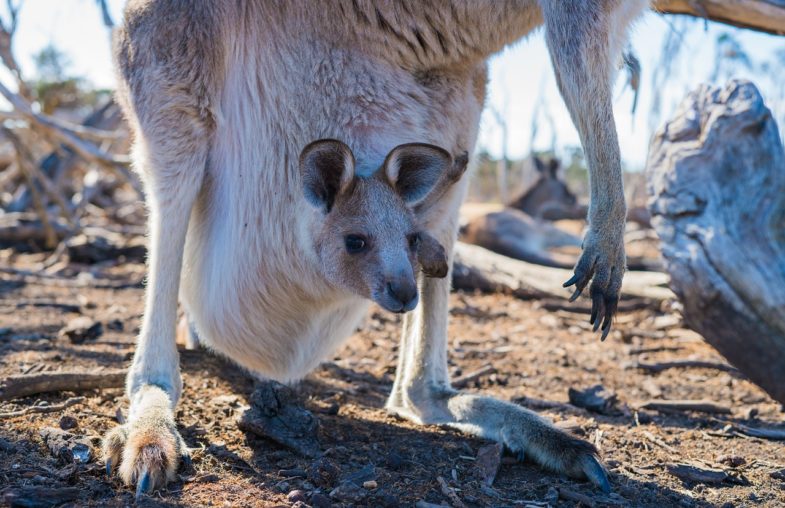 joey, kangaroo, baby