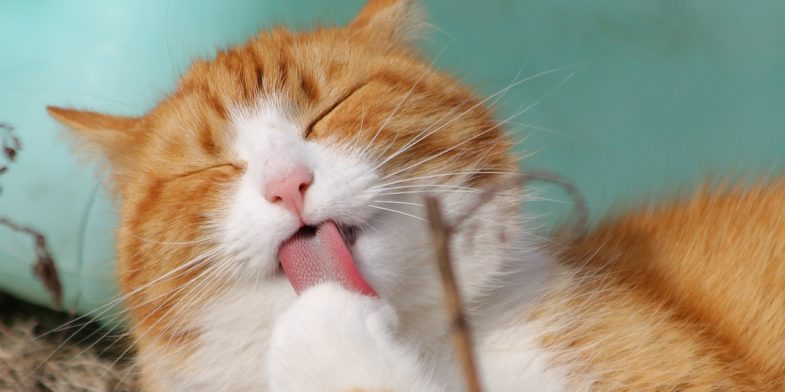 cat, pet, licking