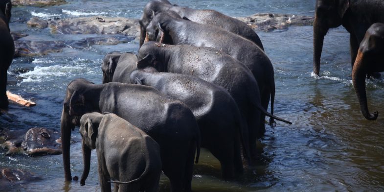 elephants, herd, family