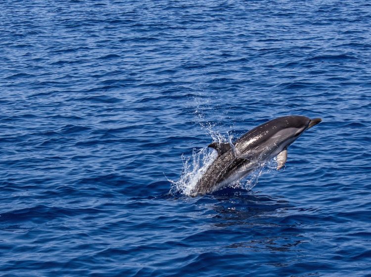 dolphin, marine mammal, animal, sea, sea creatures, water, swim, mammal, ocean, aquatic life, leap, nature, dolphin, dolphin, dolphin, dolphin, dolphin