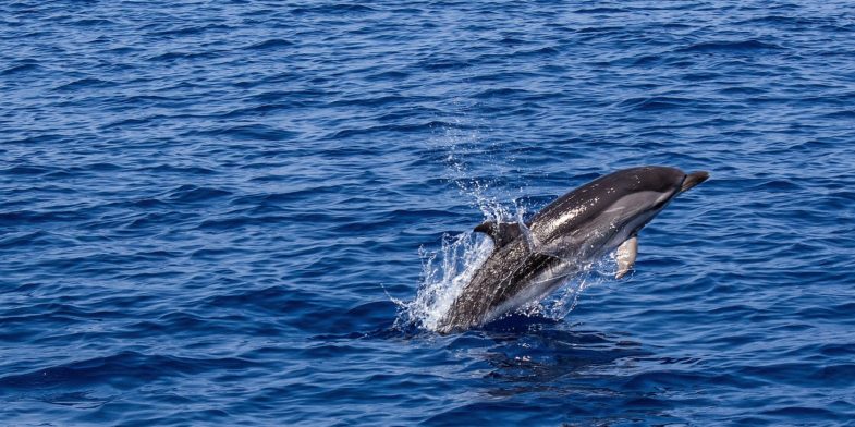 dolphin, marine mammal, animal, sea, sea creatures, water, swim, mammal, ocean, aquatic life, leap, nature, dolphin, dolphin, dolphin, dolphin, dolphin