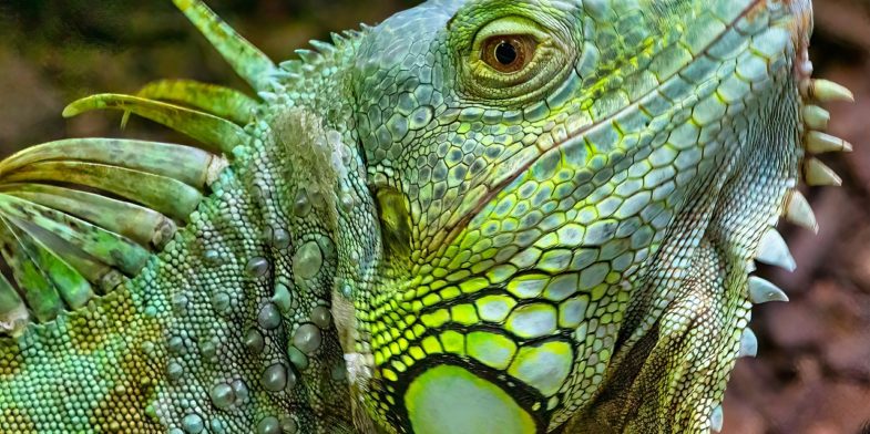 iguana, animal, green iguana