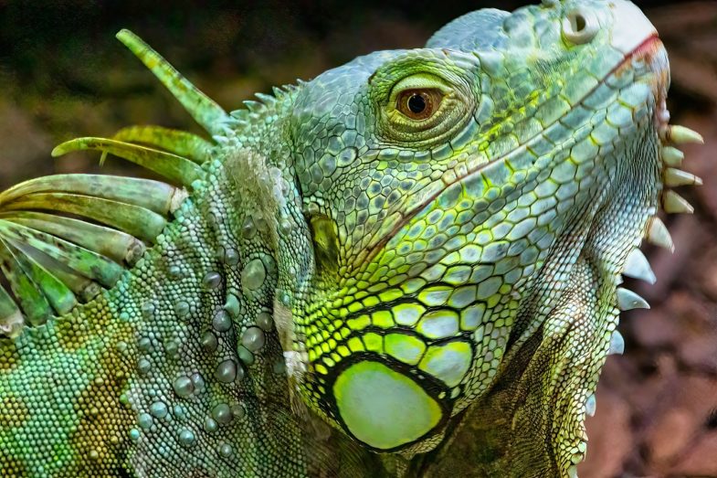 iguana, animal, green iguana