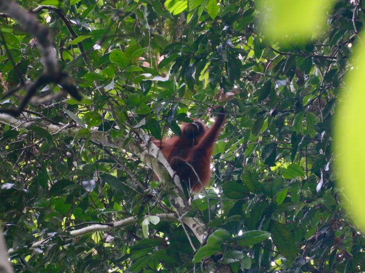 an oranguel hanging from a tree branch in a forest