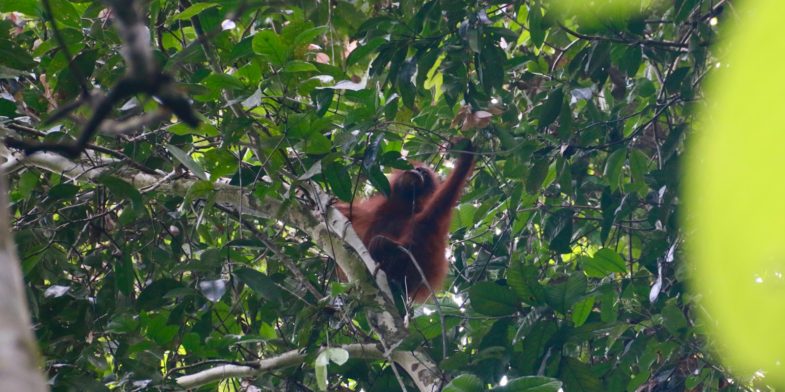 an oranguel hanging from a tree branch in a forest