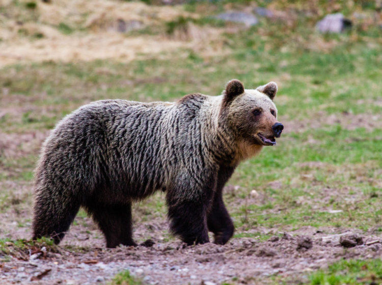 ours brun