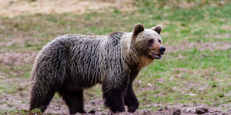 ours brun