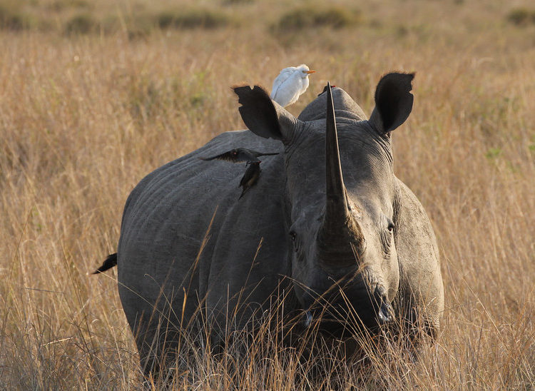 rhinocéros blanc
