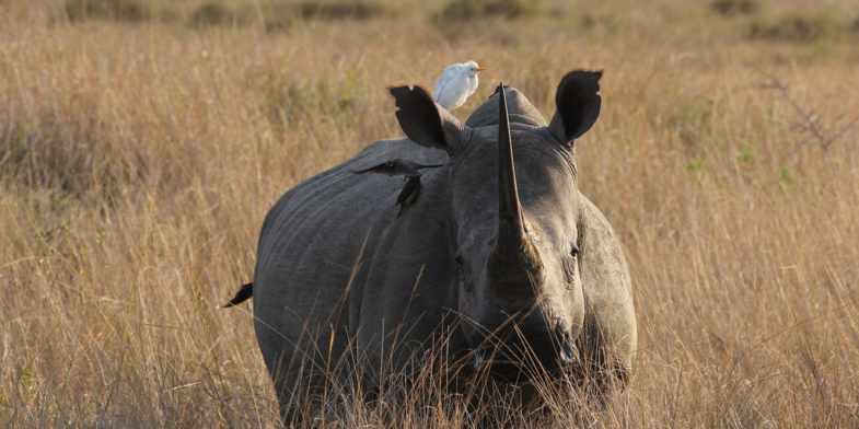 rhinocéros blanc