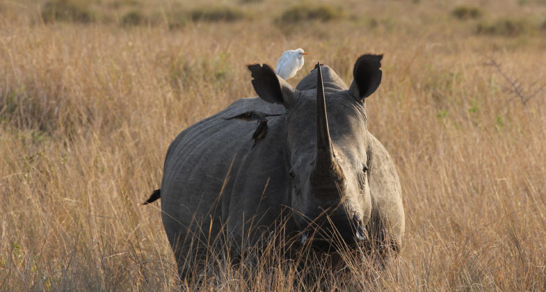 rhinocéros blanc