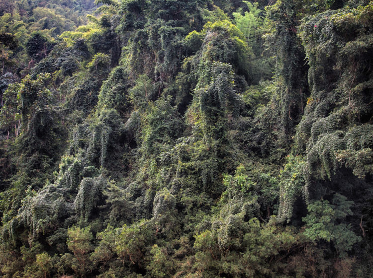 Jungle au Laos