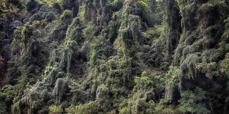 Jungle au Laos